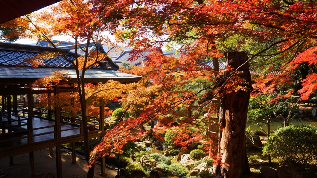 大覚寺の庭湖館前の見ごろの紅葉と村雨の廊下