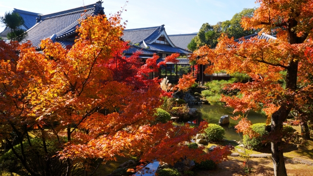 大覚寺の庭湖館前の見ごろの紅葉