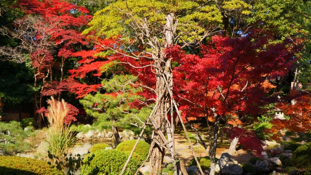 colored leaves Daikaku-ji Temple Kyoto 見ごろ もみじ 鮮やか 秋 大覚寺 庭湖館