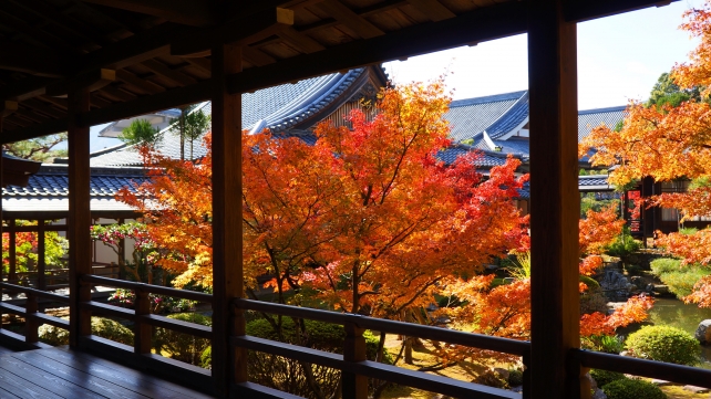 紅葉の名所の大覚寺の庭湖館前の見ごろの紅葉