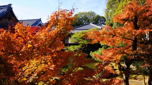 いけばな嵯峨御流で有名な大覚寺の回廊と庭湖館前の見ごろの紅葉