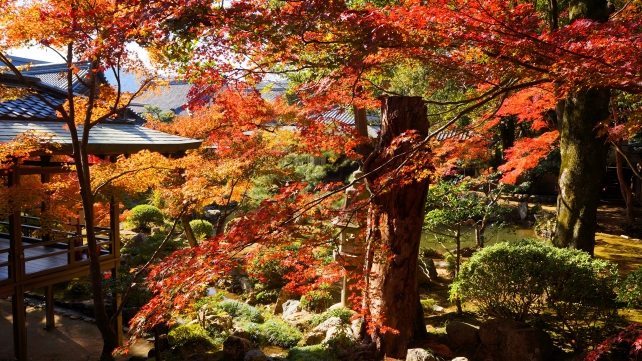 いけばなで有名な大覚寺の回廊と庭湖館前の素晴らしい見ごろの紅葉
