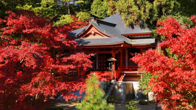 紅葉の名所の京都大覚寺の赤い霊明殿と見ごろの赤いもみじ