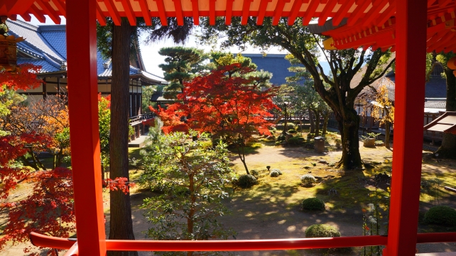 autumn leaves Daikaku-ji Temple Kyoto 見ごろ 秋 紅葉 大覚寺 霊明殿