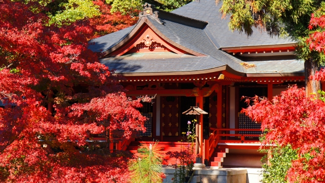 大覚寺の霊明殿と優雅な見ごろの紅葉
