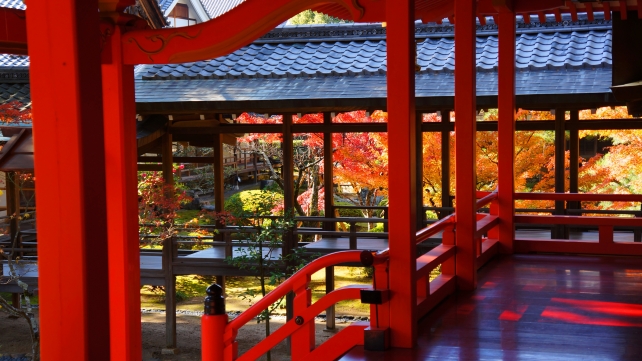 大覚寺の見頃の優美な紅葉と赤い霊明殿
