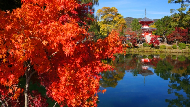 紅葉に染まった大覚寺の心経宝塔と放生池