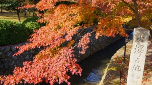 大覚寺の大沢池の鮮やかな紅葉
