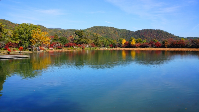 Osawa-no-ike pond autumn leaves Daikaku-ji Temple Kyoto 紅葉 見ごろ 大覚寺 大沢池 青空