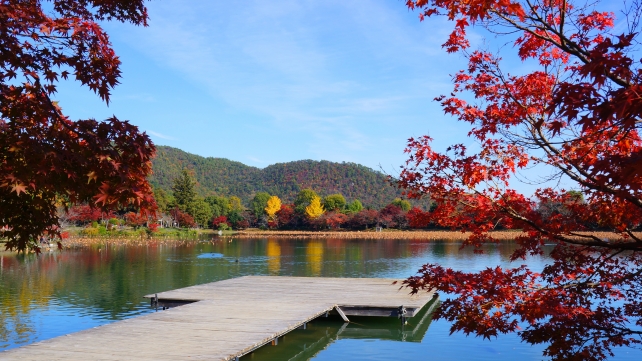 大覚寺の大沢池の見ごろの紅葉