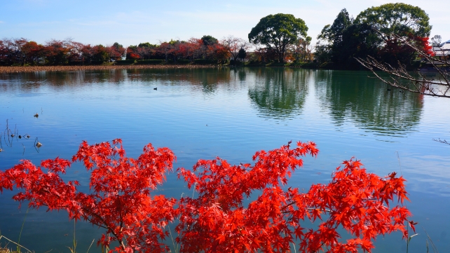 紅葉の名所の大覚寺の大沢池の見頃の紅葉