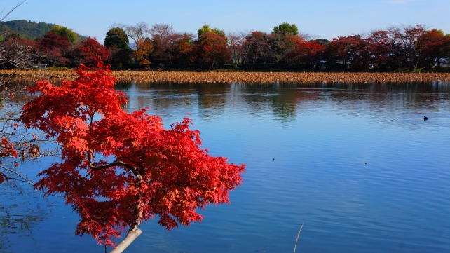 autumn leaves Kyoto Osawa-no-Pond Daikaku-ji Temple
