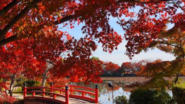 見頃の紅葉につつまれた大覚寺の大沢池