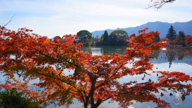 大覚寺の秋の大沢池の見ごろの紅葉 11月