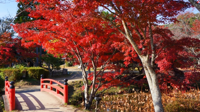 素晴らしい紅葉に染まった大覚寺の大沢池