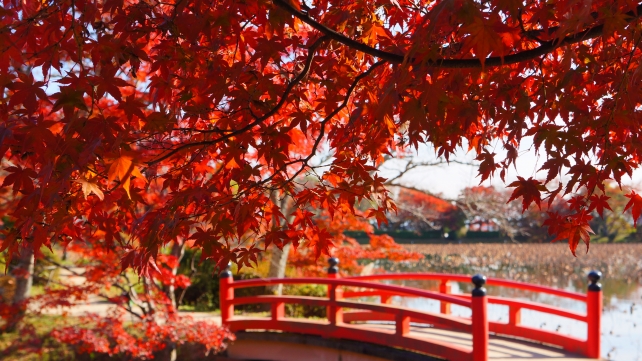 大覚寺の大沢池（おおさわのいけ）の見頃の紅葉