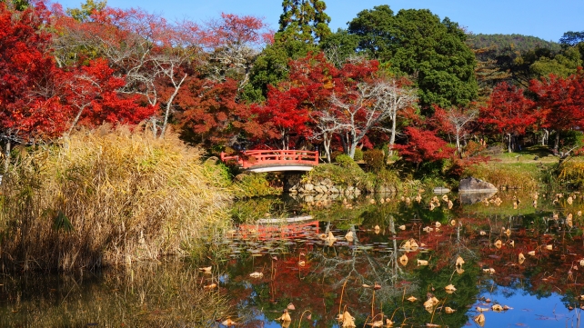 紅葉が見ごろの大覚寺の紅葉名所の大沢池