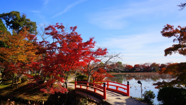 もみじの名所の大覚寺の大沢池の見ごろの鮮やかな紅葉