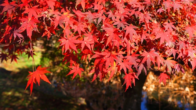 大覚寺の大沢池の見ごろの鮮やかな紅葉