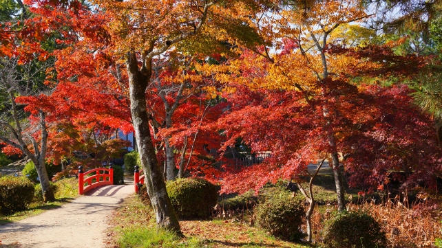 京都の紅葉の名所の大沢池の見ごろの紅葉