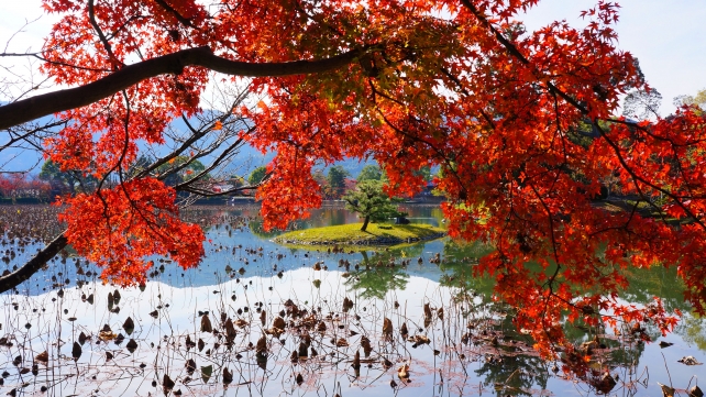 紅葉の大覚寺の見事な大沢池