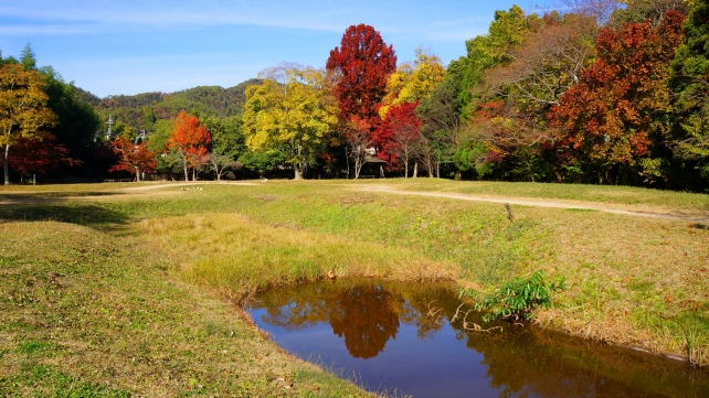 いけばな嵯峨御流の大覚寺の優美な大沢池の見ごろの紅葉
