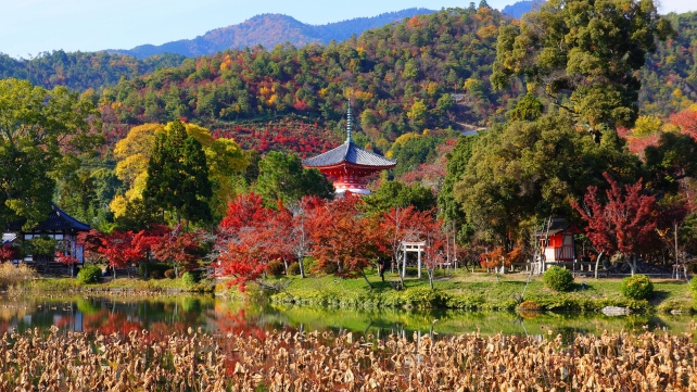 紅葉につつまれた大覚寺の大沢池と心経宝塔