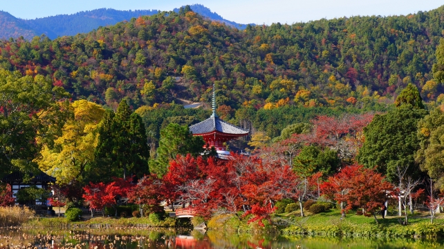 いけばなで有名な京都大覚寺の大沢池と心経宝塔と見ごろの紅葉