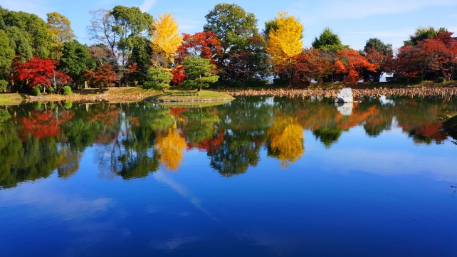 もみじの名所の大覚寺の青い空と大沢池の見ごろの紅葉と銀杏