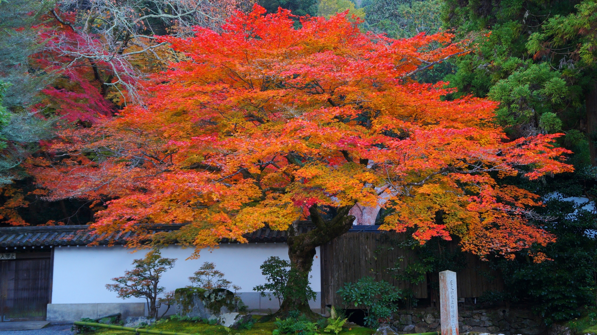 南禅寺の本坊前の立派な紅葉