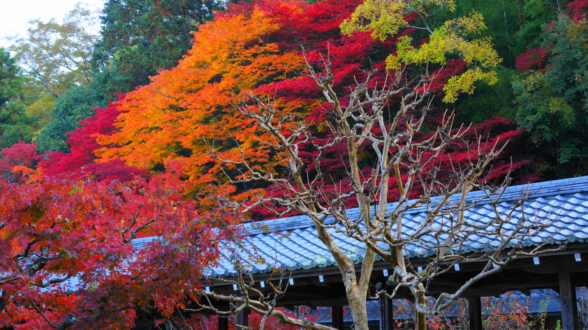 高画質 南禅寺方丈 紅葉 写真