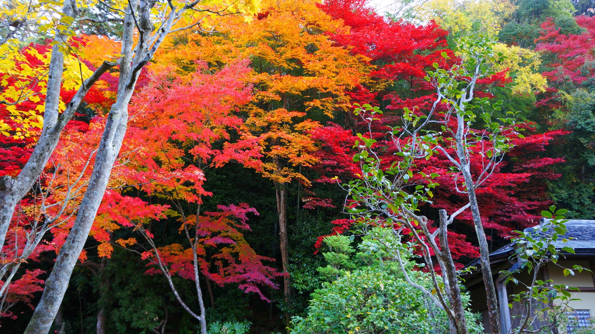 緑や木々の中から燃え上がるような多彩な紅葉