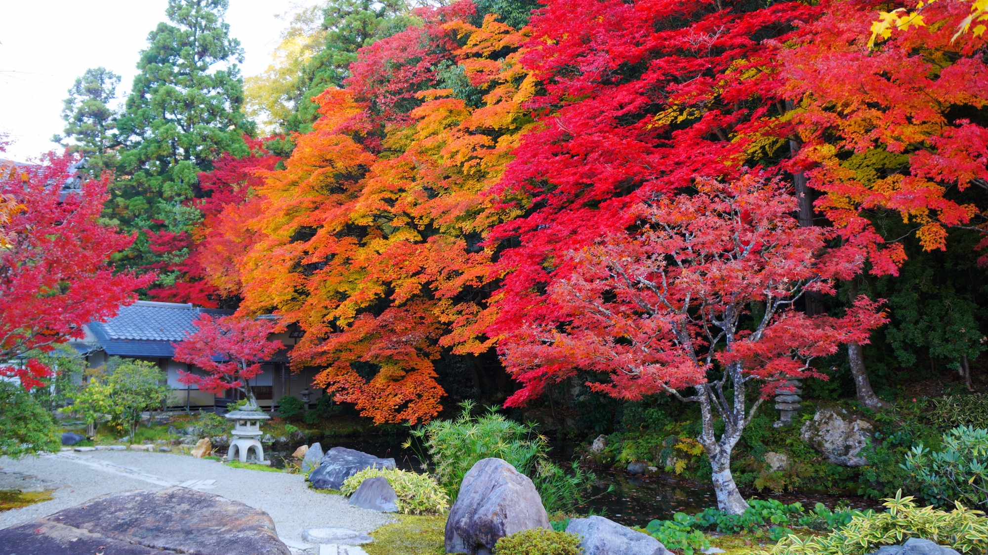 南禅寺方丈の龍吟庭の圧巻の紅葉