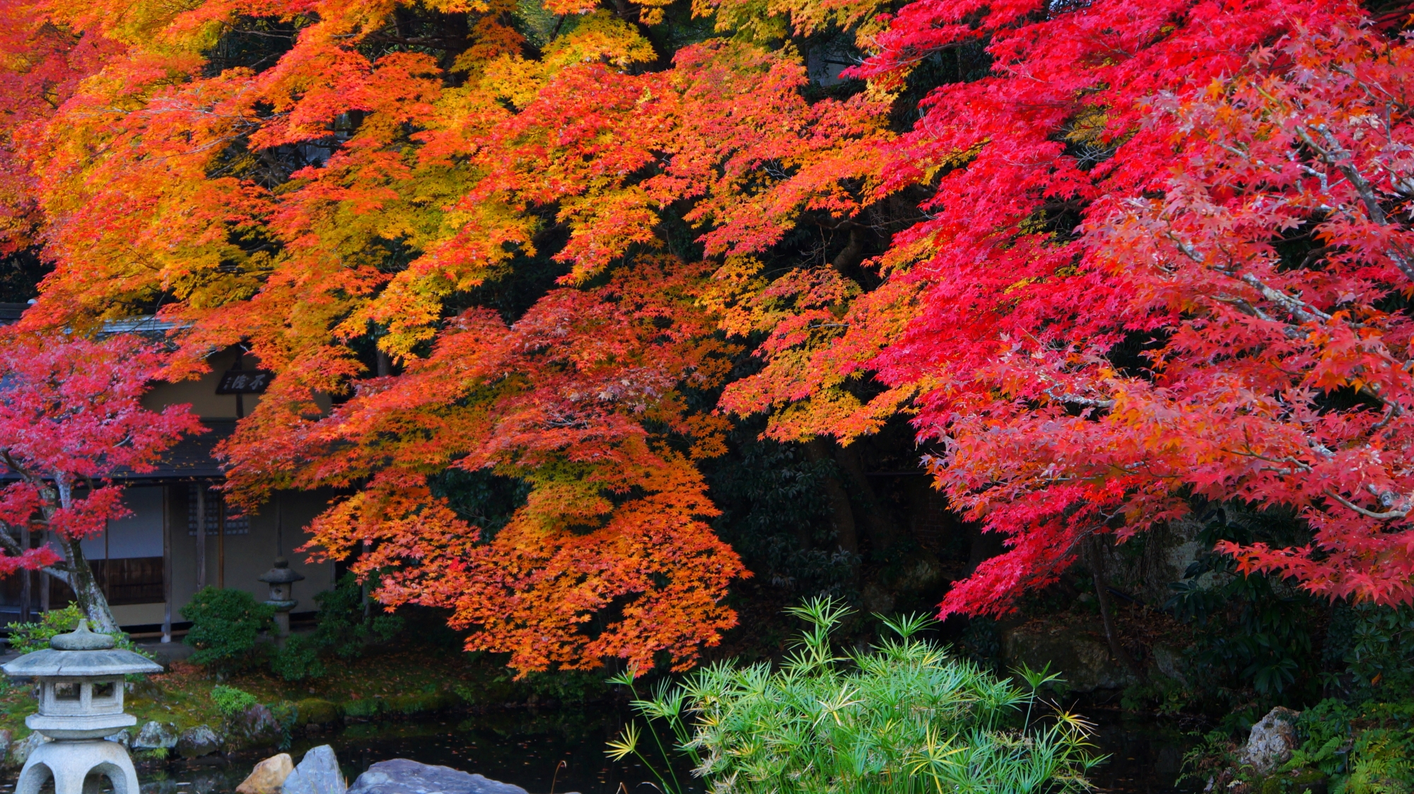 南禅寺方丈の水辺を華やぐ激しい紅葉
