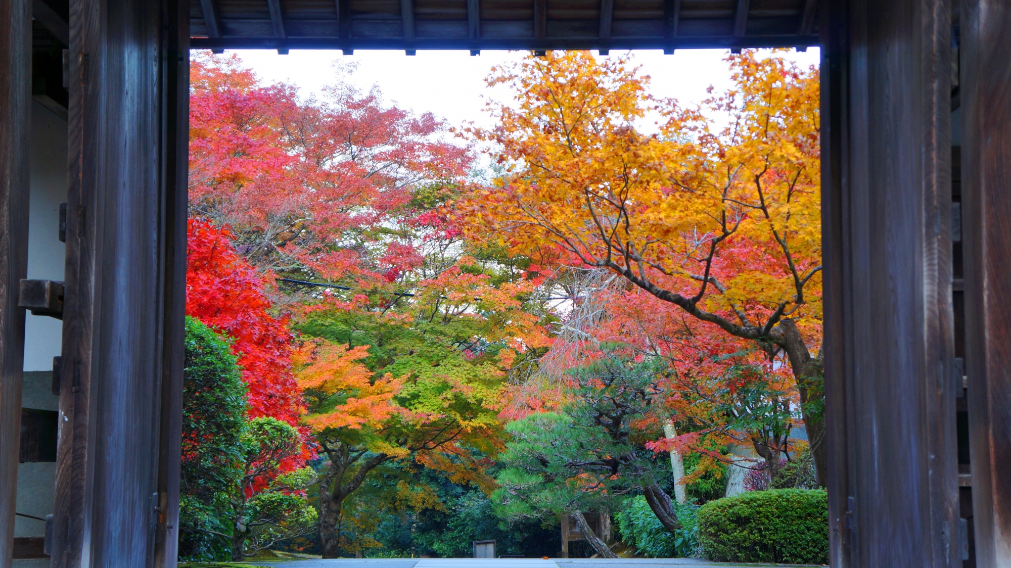 境内（山門の内側）から眺めた参道を染める多彩な紅葉