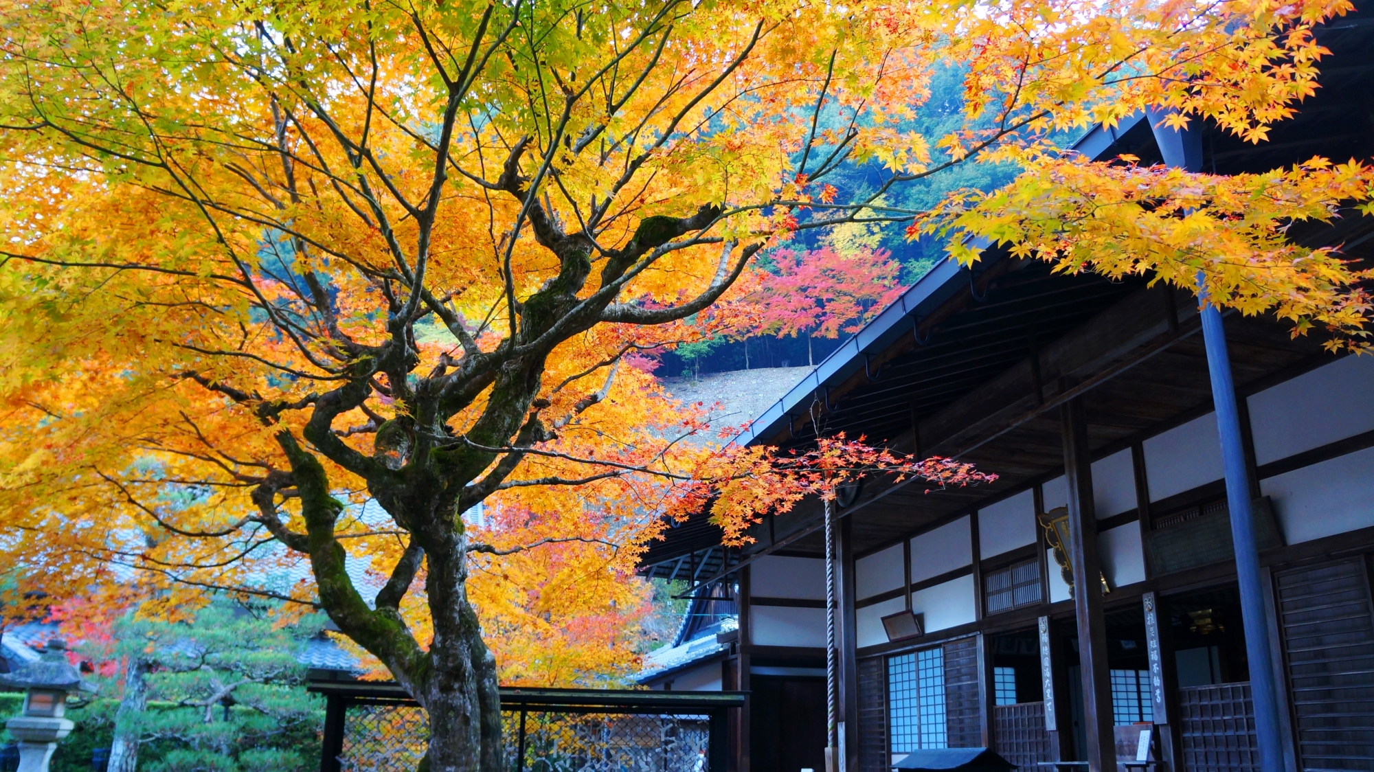 高徳庵の本堂と空を覆うように枝を広げる優雅な紅葉
