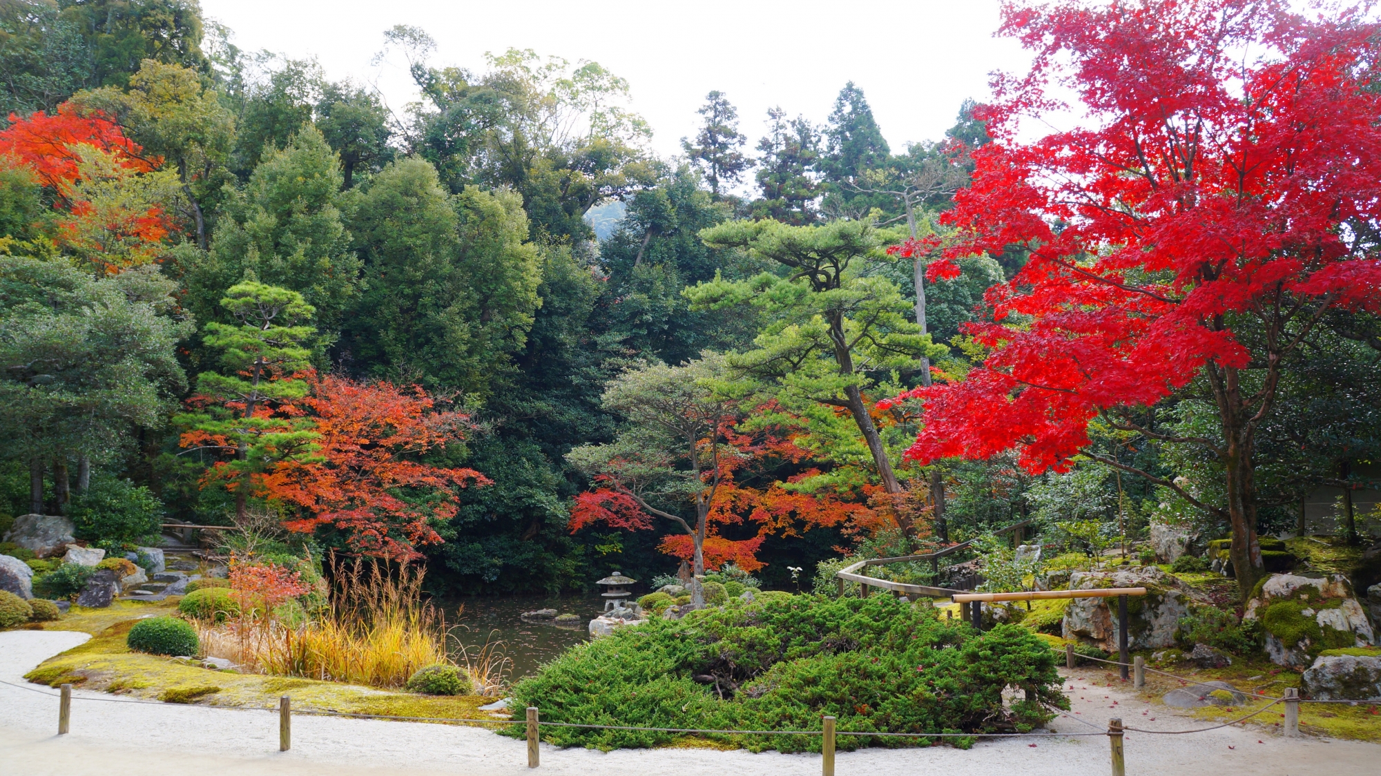 知恩院大方丈南側の庭園の緑を彩る鮮やかな紅葉