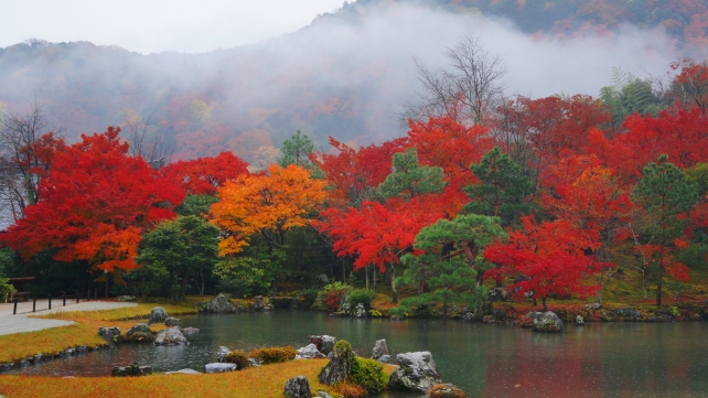 京都天龍寺の曹源池庭園と見頃の紅葉と霧