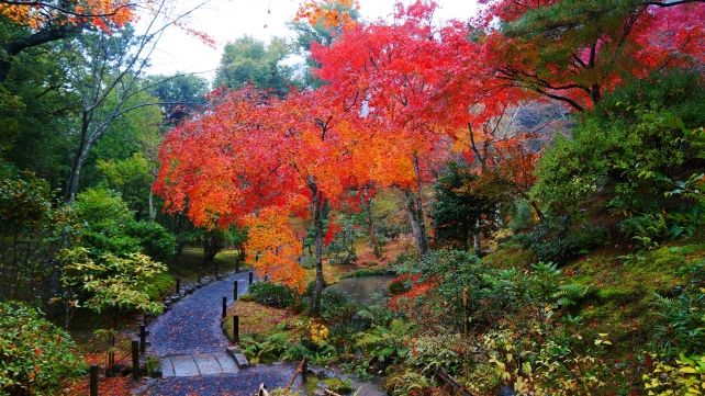 天龍寺の庭園の見ごろの紅葉と雨