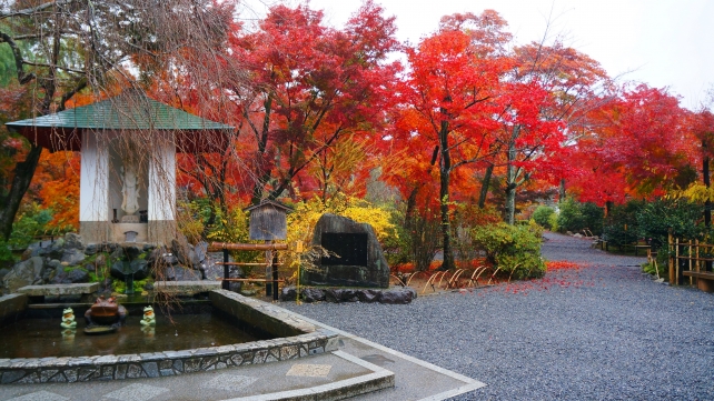 天龍寺の平和観音と愛の泉付近の見ごろの紅葉
