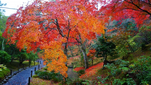 天龍寺の庭園の見ごろの優美な紅葉と雨