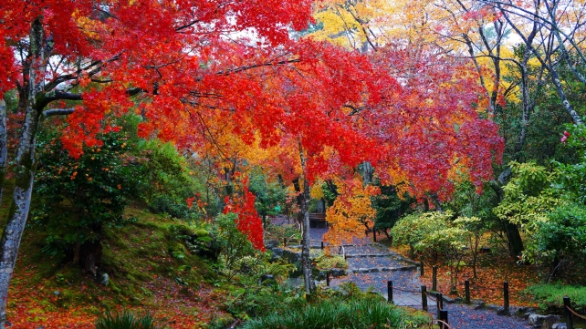 天龍寺の庭園の雨に濡れた美しい見ごろの紅葉