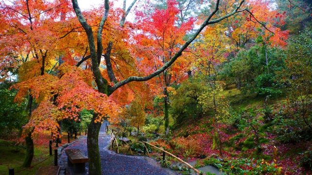 天龍寺の庭園の見ごろの紅葉 11月25日