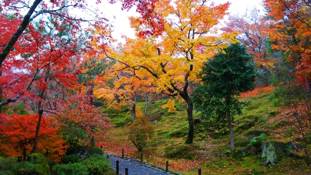天龍寺の庭園の雨に濡れた見頃の優美な紅葉