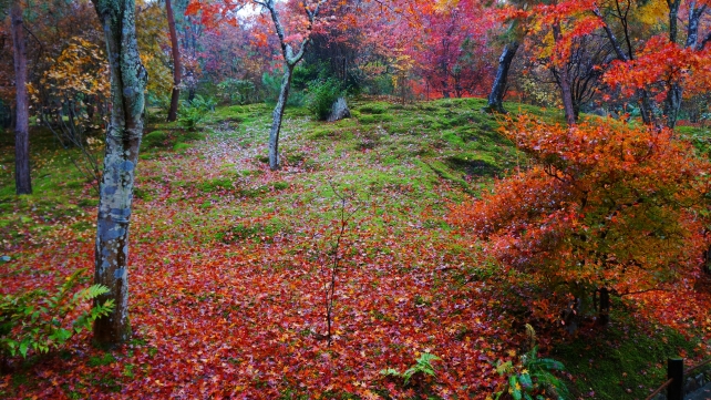 天龍寺の庭園の見頃の紅葉と散り紅葉