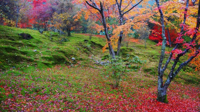 天龍寺の庭園の雨に濡れた美しい見頃の紅葉と散りもみじ