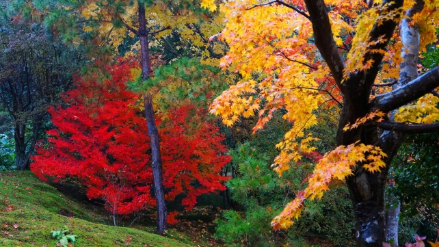 天龍寺の庭園の見頃の優雅な紅葉