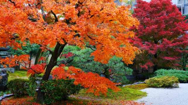 正伝永源院の方丈前池泉回遊式庭園の見ごろの美しい紅葉
