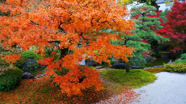 正伝永源院 方丈前池泉回遊式庭園 見ごろの紅葉