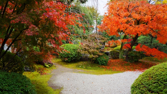正伝永源院の方丈前庭園の見ごろの優美な紅葉
